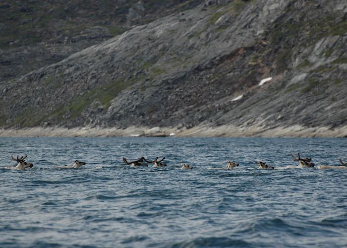 Caribou in the Payne River, Kangirsuk