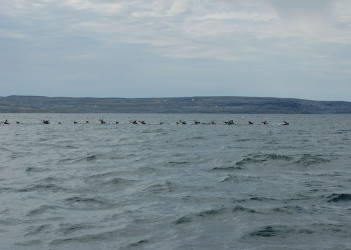 Caribou in the Payne River, Kangirsuk