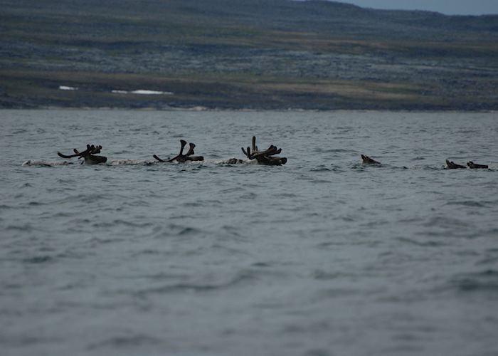 Caribou in the Payne River, Kangirsuk
