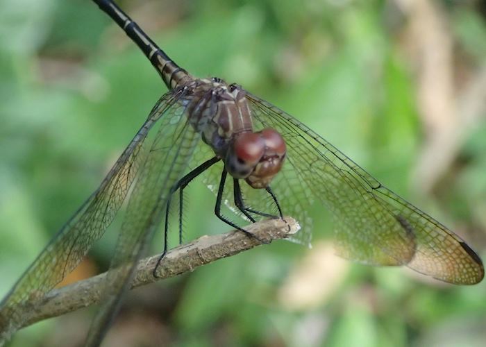 Dragonfly, Belize
