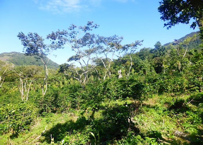 Coffee plantation at Selva Negra