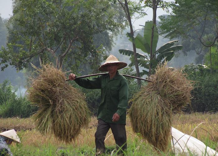 Farmer in the rice fields