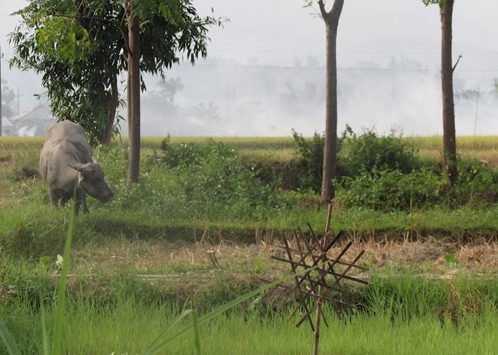 Rice field, Muong Lo Valley