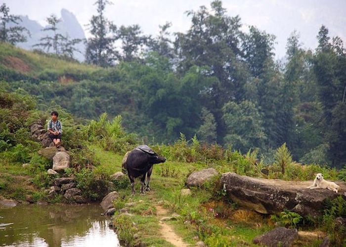 Child with a buffalo and dog on a hill in Sapa, Vietnam