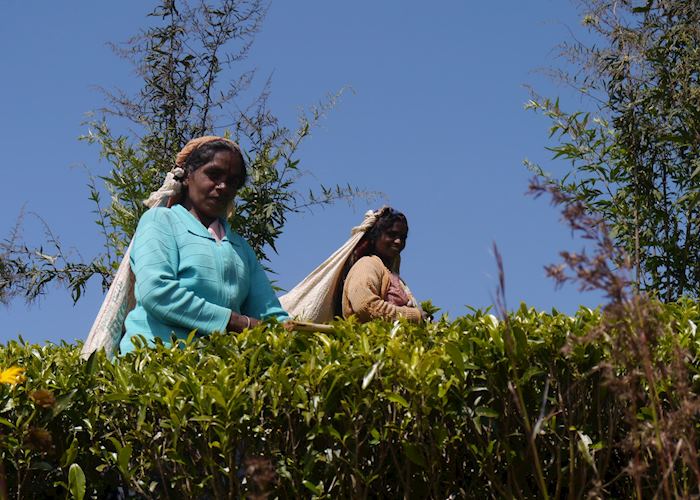 Tea picking in the hills