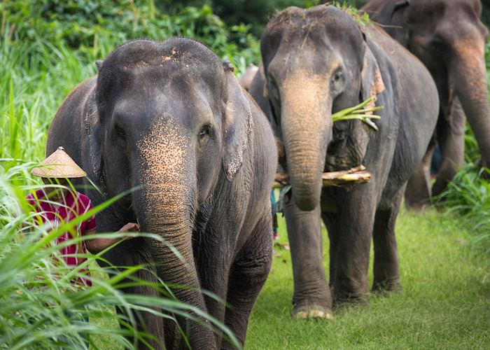 Elephants in the Khao Sok National Park, Thailand