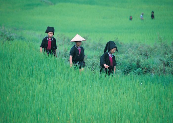 Hmong tribes in fields near Sapa