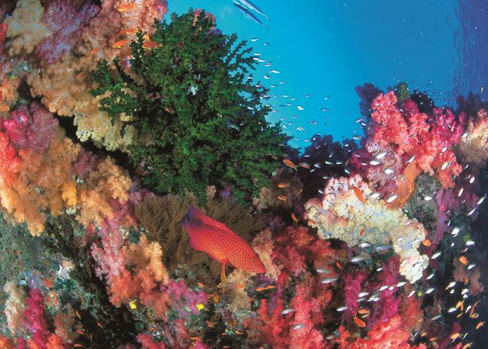 Coral Trout, Whitsundays