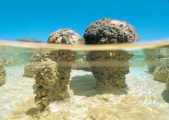 Stromatolites, Monkey Mia