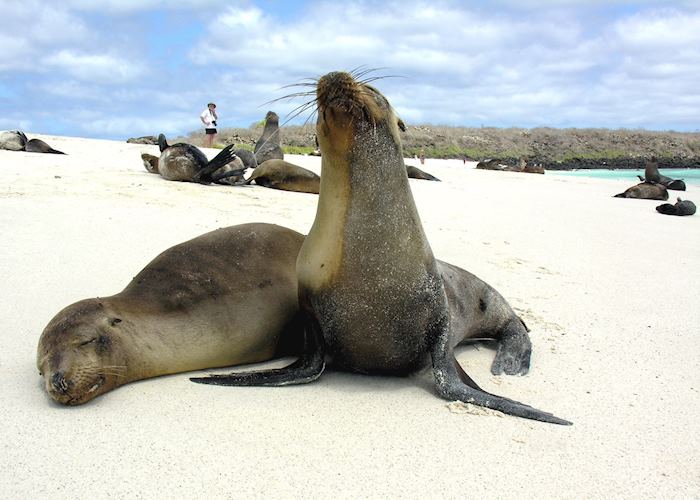 Sea lions, Galapagos Islands