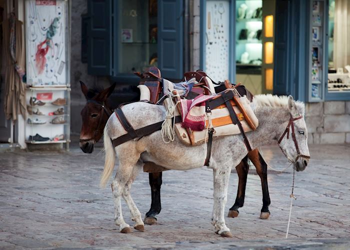 Local mules, Hydra