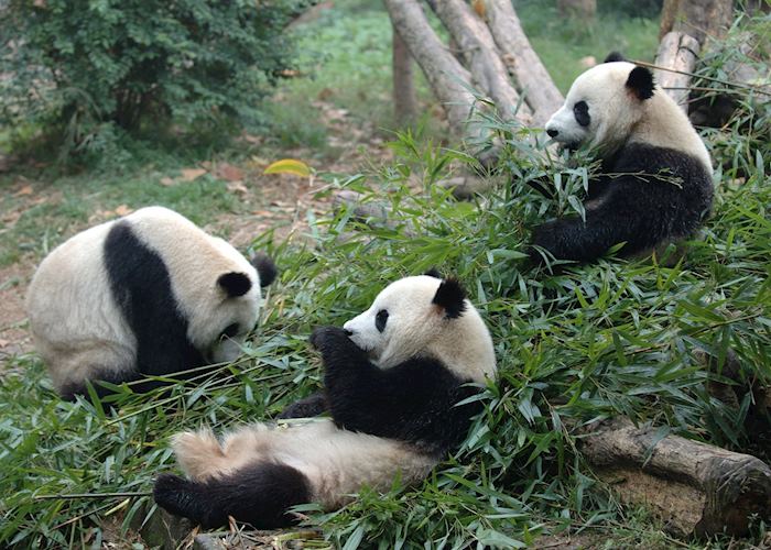 Panda trio, China