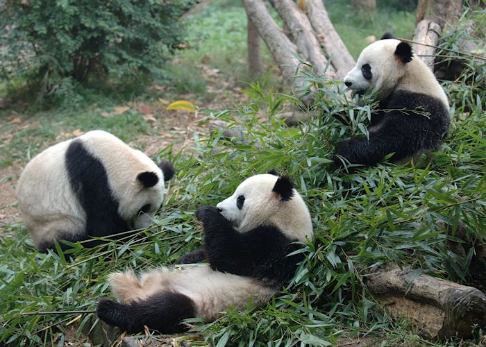 Panda trio