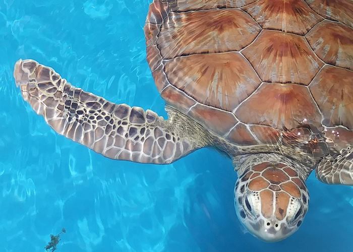 Green turtle at conservation project