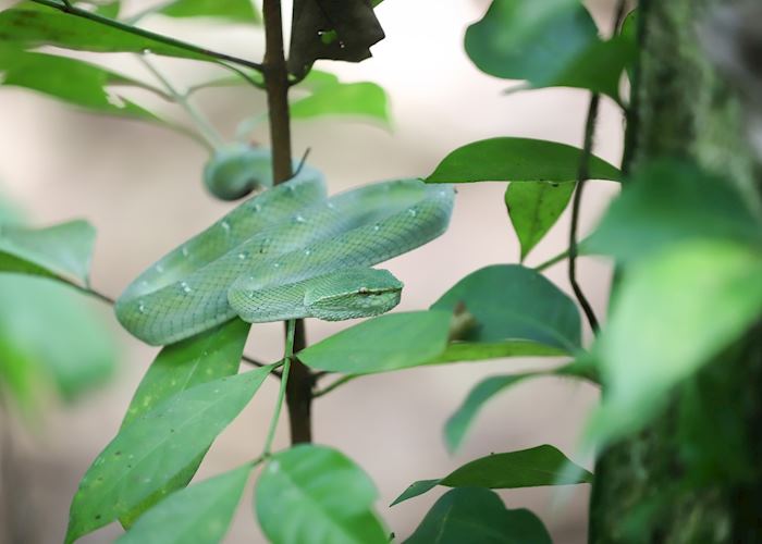 Viper in Bako National Park