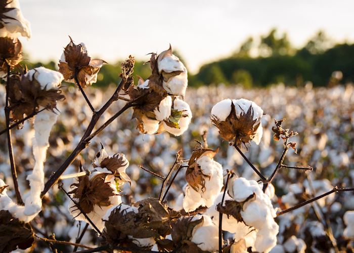 Cotton fields in Mississippi