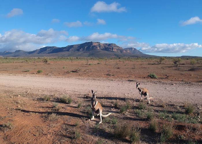 Red kangaroos in front of Wilpena Pound, Flinders Ranges