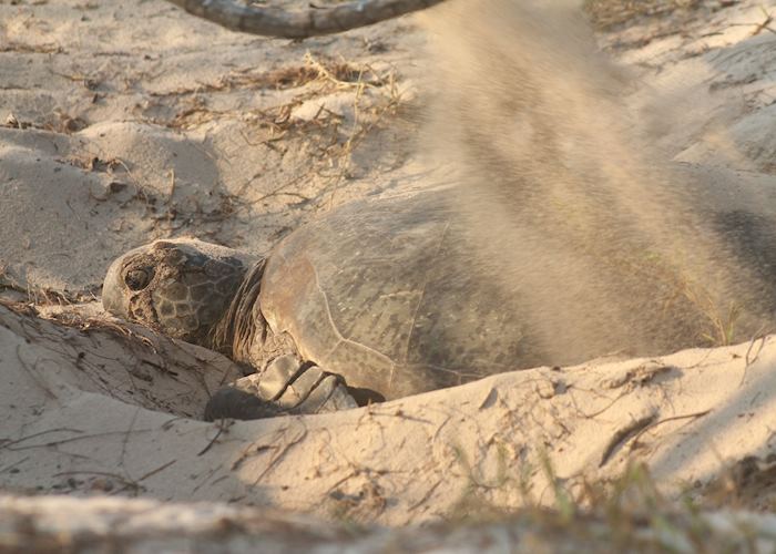 Visit Heron Island on a trip to Australia | Audley Travel US