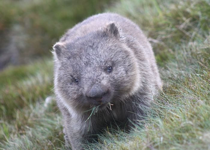 Wombat, Cradle Mountain 