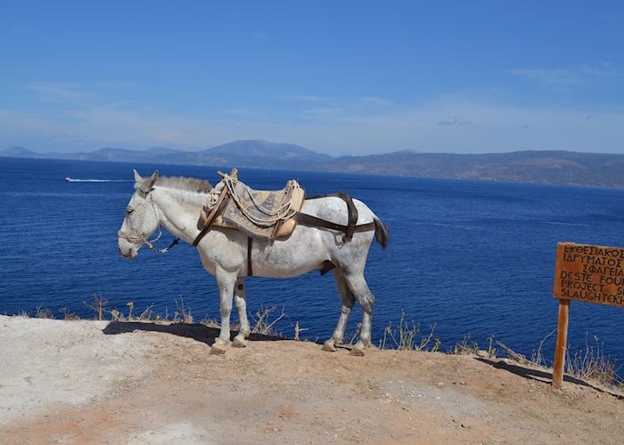 Local mule, Hydra