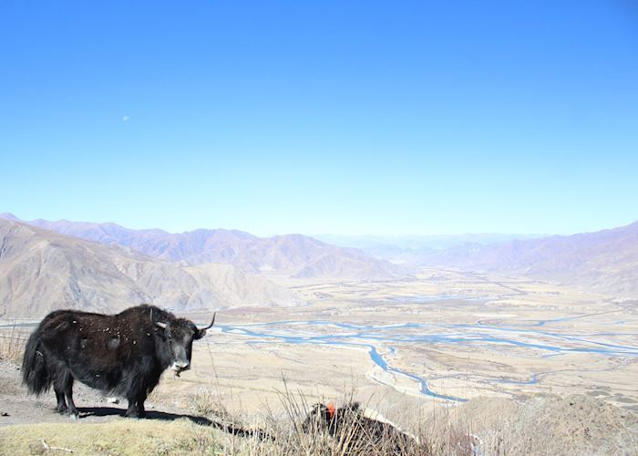 A yak overlooking the Kyichu Valley at Ganden Monastery