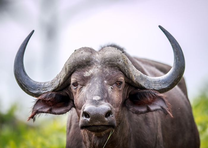 A buffalo in the Kruger National Park