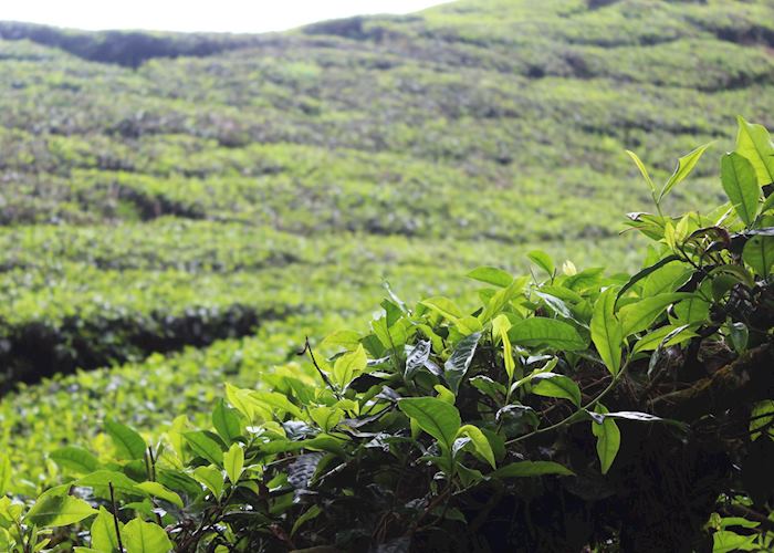 BOH Tea Plantation