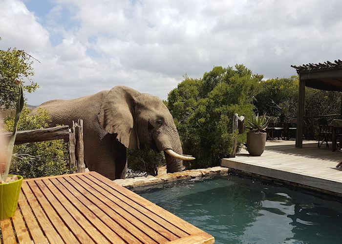 Elephant drinking from lodge plunge pool, Amakhala Hillsnek