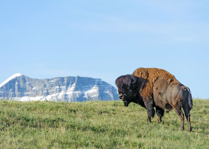 Bison in Waterton Lakes National Park