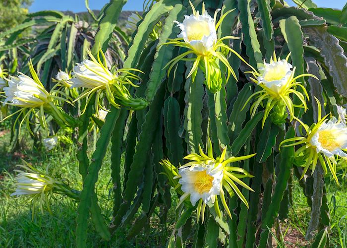 Dragon fruit orchard