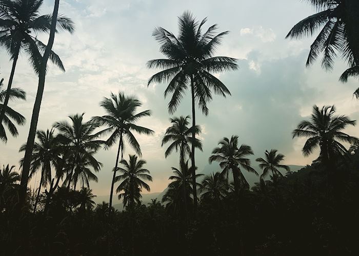 Palm trees, Pallepolla