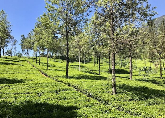 Tea plantations