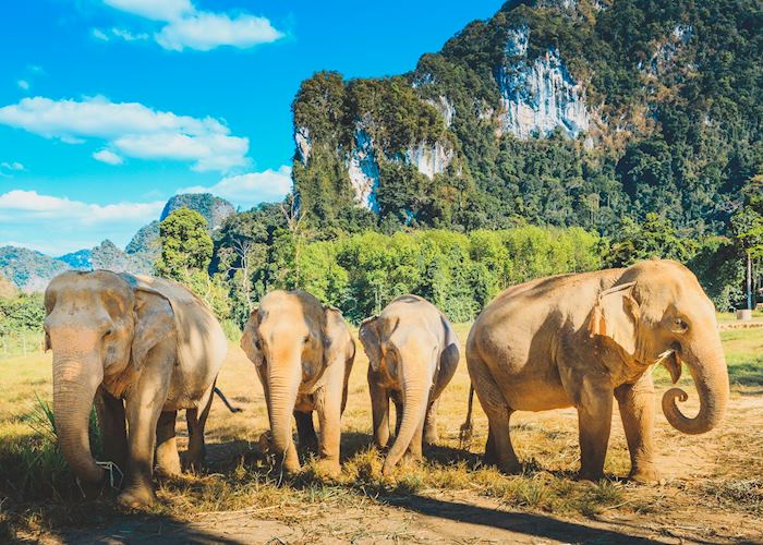 Elephant Hills Camp- Khao Sok