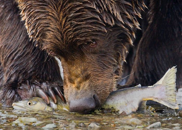 Bear feeding on Salmon in Katmai National Park