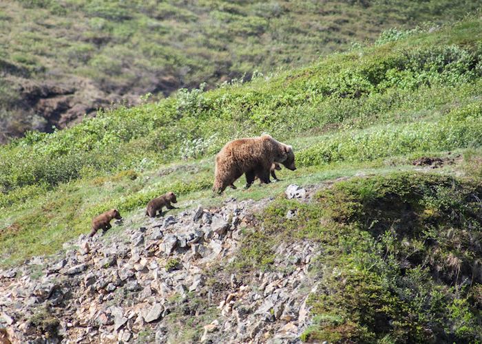 Grizzly bear with cubs in Denali National Park