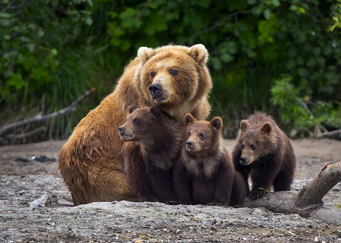 Family of Kodiak Brown Bears, near Katmai National Park