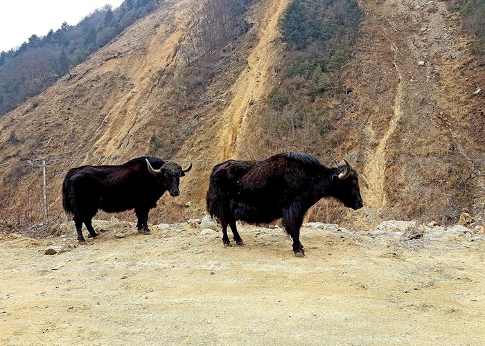 Yaks!