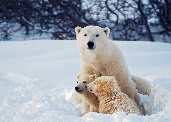 Polar bear mother and cubs, Churchill