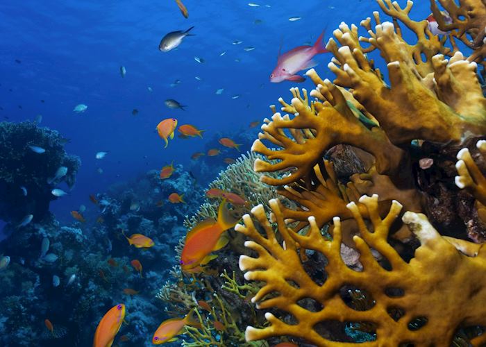 Coral reef, Aqaba