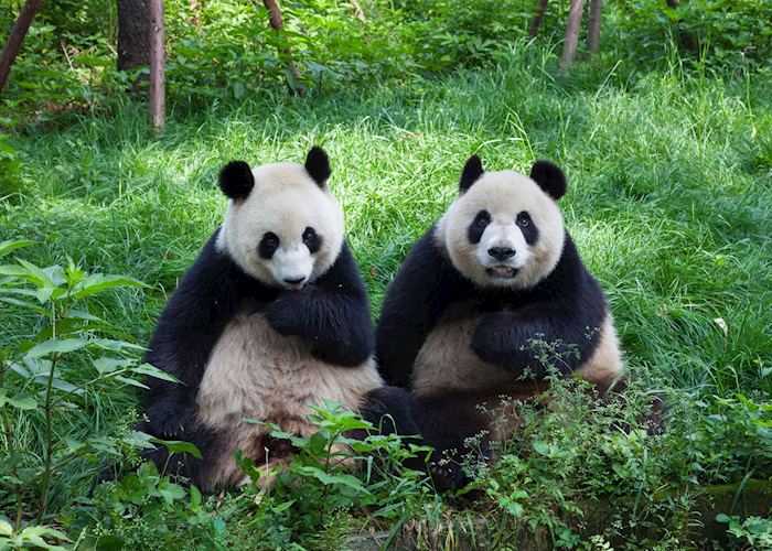 Pandas at Chengdu Panda Research Base