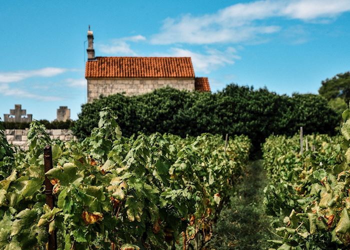 Vineyards of Lumbarda, Korčula