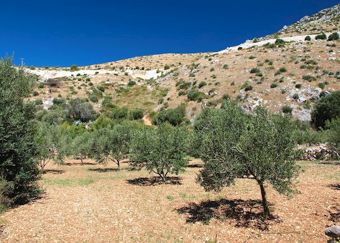 Olive groves in Hvar, Croatia