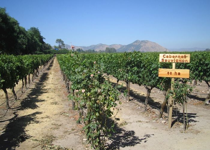 Vineyards in the Colchagua Valley