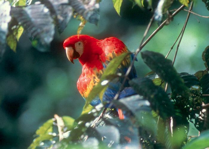 Macaw in the Amazon, Ecuador
