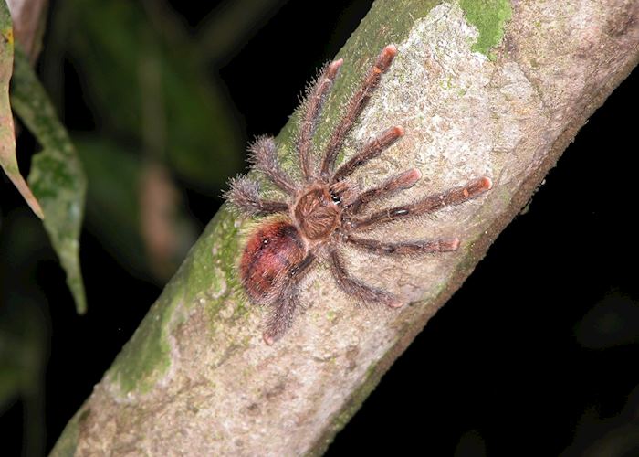 Tarantula in the Amazon, Ecuador