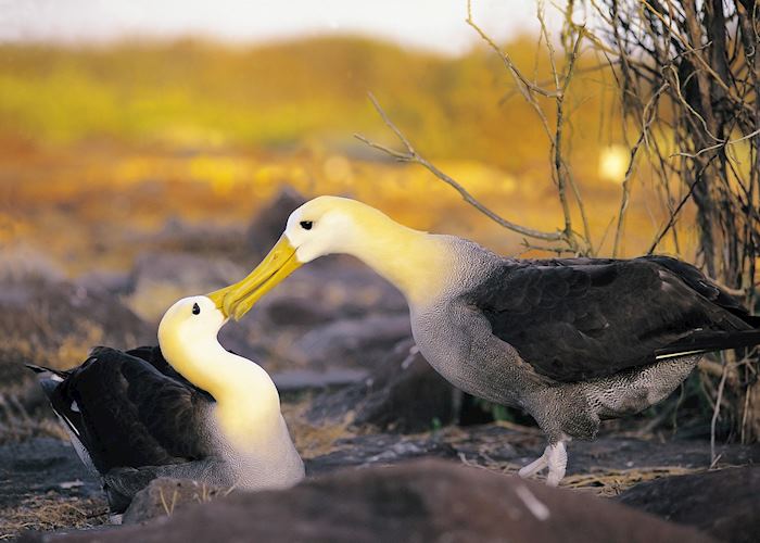 Waved albatross, Galapagos Islands