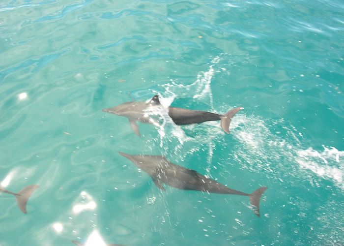 Dolphins near the Duke of York Group, Papua New Guinea