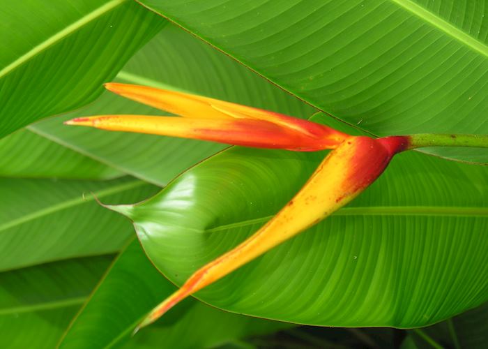 Tahiti