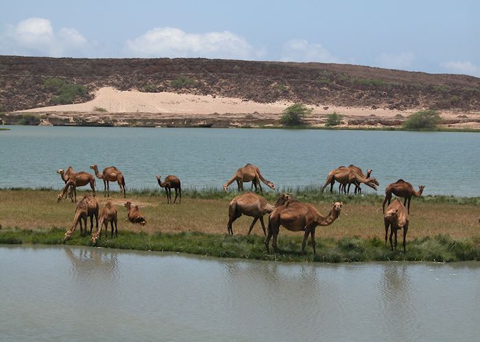 Camels in lagoon