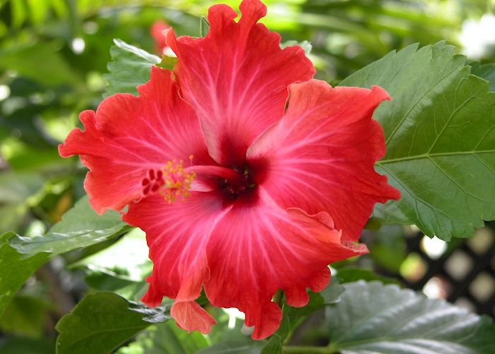 Hibiscus, Aitutaki